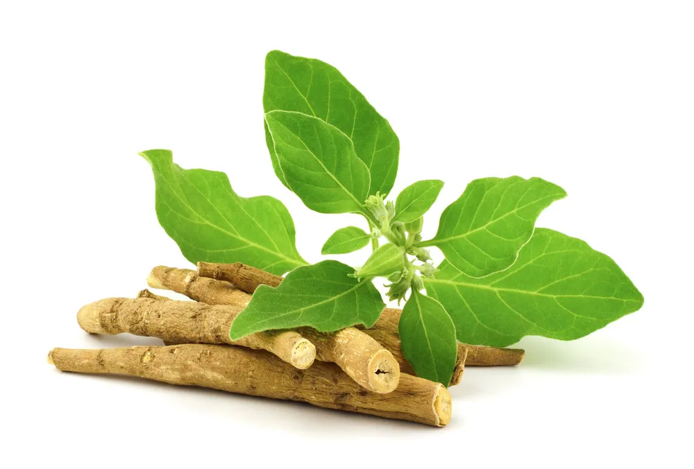 Ashwagandha Root | Withania Somnifera | Organic Energy Boosting Herbal Tea 100g - Image 3